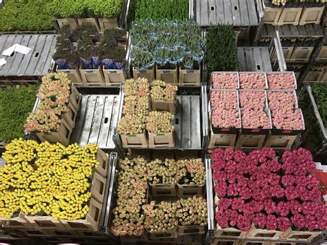 Wholesale Flower Suppliers